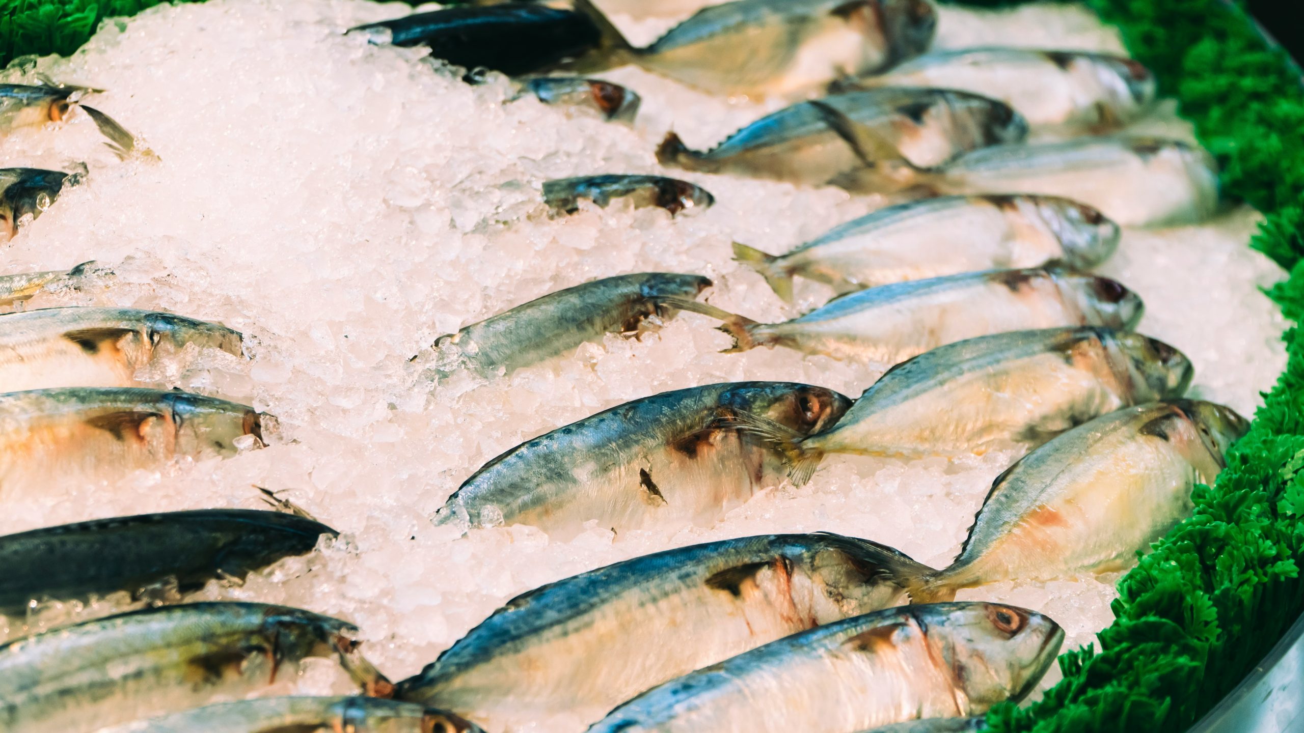 pesce1